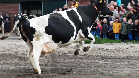 Koeien De Wachteldonk Naar Buiten Scherpenzeelse Krant Nieuws Uit