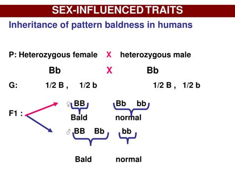 Ppt Sex Linked Inheritance Powerpoint Presentation Free Download Id4858416