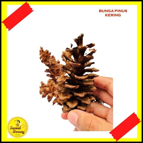 Jual Bunga Pinus Kering Natural Shopee Indonesia