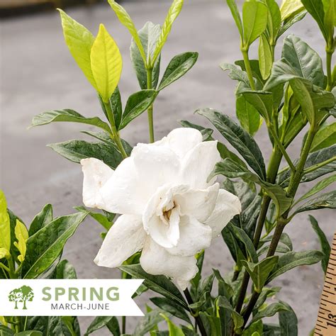 August Beauty Gardenia - Gardenia jasminoides 'August Beauty