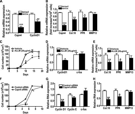 Primary Costal Chondrocytes And Atdc Cells With Reduced Calpain