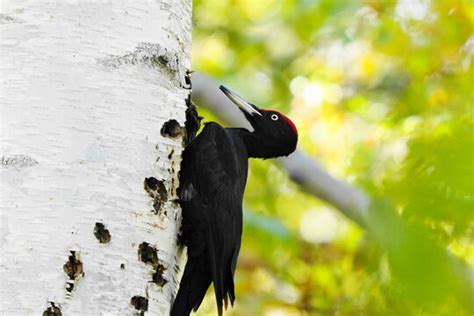 「木に止まる鳥」の写真素材 22013件の無料イラスト画像 Adobe Stock