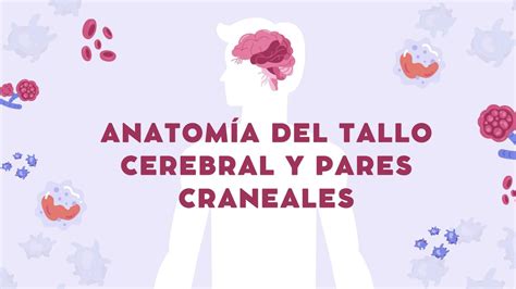 Tallo Cerebral Isabel Sofia UDocz