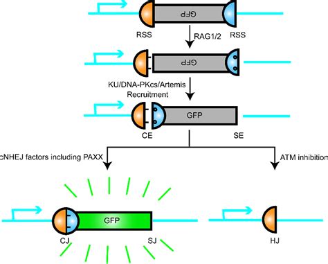 Figure 2 From Role Of Paralogue Of XRCC4 And XLF In DNA Damage Repair