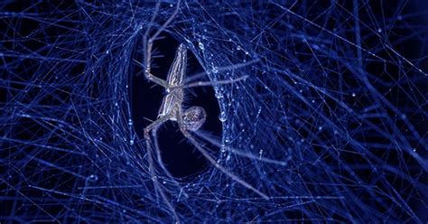 Worms With Spider Genes Spin Silk That Is More Durable Than Bulletproof