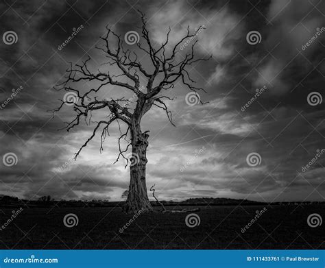 Dead Tree in Black and White Dark Clouds in Much Wenlock Shropshire ...