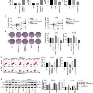 Linc Promotes The Proliferation And Inhibits Apoptosis Of Nsclc