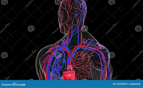 Rotating Model Of The Human Circulatory System 3d Rendering Blood