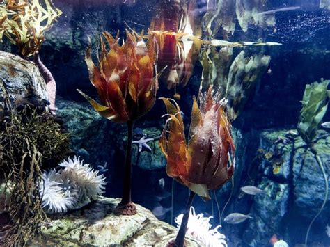 deep sea coral  stock photo public domain pictures