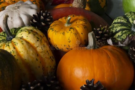 Lots Of Pumpkins And Gourd Plants Stock Photo Image Of Thanksgiving