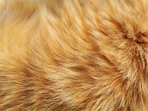 14 940 Cat Fur Texture Stock Photos Free Royalty Free Stock Photos