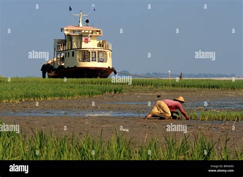 Myanmar (Burma), daily life in the delta of Irrawaddy River Stock Photo ...