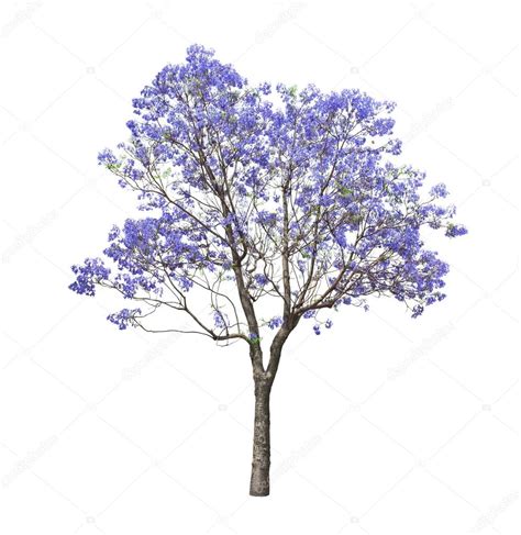 Jacaranda Tree Drawing