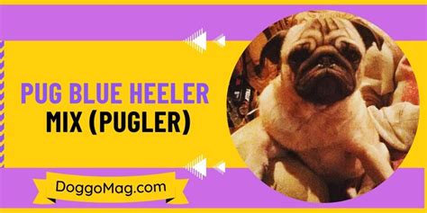 Pug Blue Heeler Mix (Pugler) – Dog Breed Facts and Information - DoggoMag