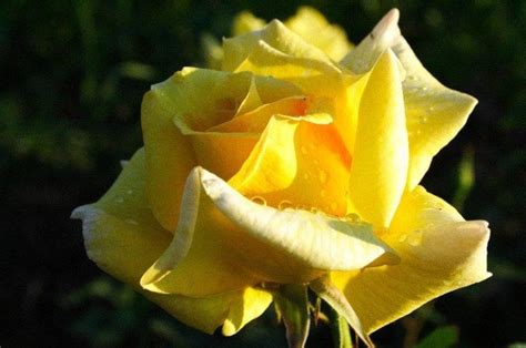 The Best Varieties of Yellow Roses, or Why You Don't Need a Yellow ...