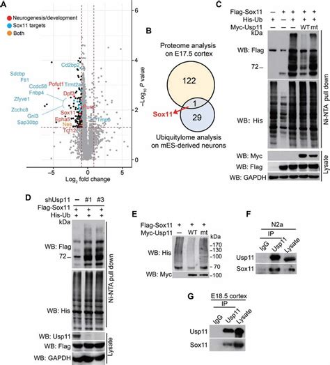 Usp11 Deubiquitinates Sox11 A The Volcano Plot Of The Proteins