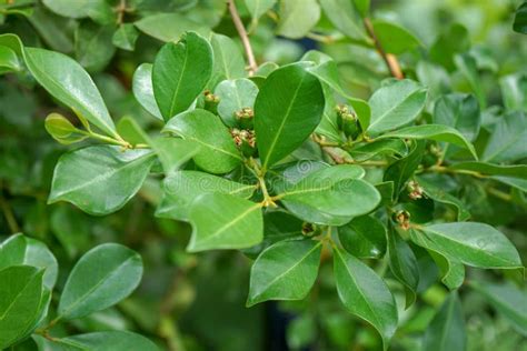 Hojas Del Rbol De La Guayaba Guineense Del Psidium Perteneciendo A