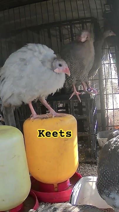 Ivory And Chocolate Guinea Fowl Keets Ready For Big Aviary Youtube