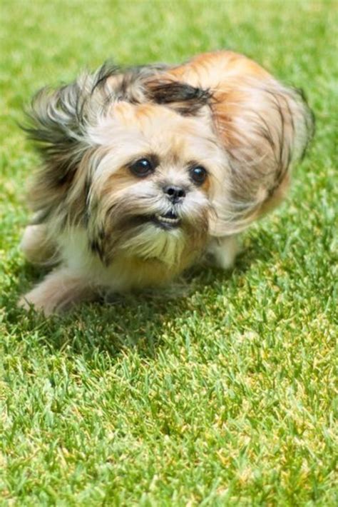 Shih Tzu And Yorkie Mix Dogs - Shih Tzu Dog