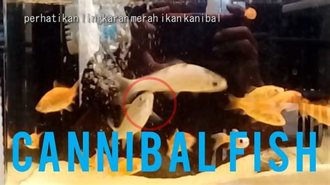 Ikan Kanibal Cannibal Fish Youtube