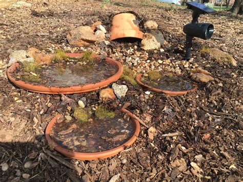 My frog toad habitat – Artofit