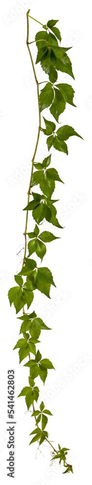 branch of a hanging down vine plant isolated on transparent background ...