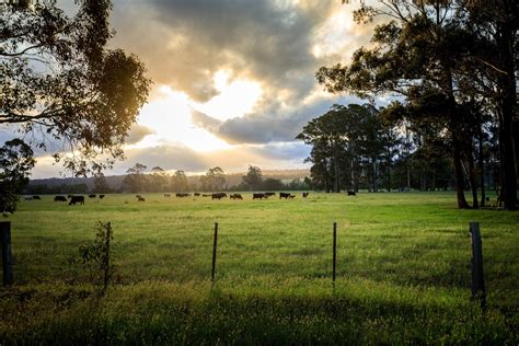 Gracie Oaks Australian Cattle Farm by - Wrapped Canvas Photograph | Wayfair