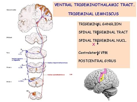 Sensory Pathways Dr Gallatz Katalin Sensory Pathways Spinothalamic