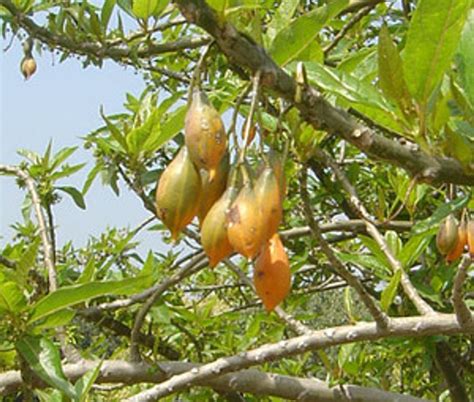 Carica Quercifolia Oak Leaved Papaya Seeds