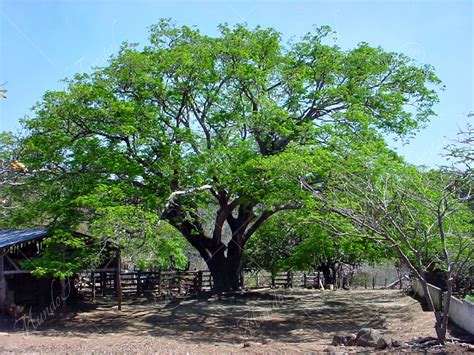 El guanacaste del río Cabuyo Enterolobium cyclocarpum MundoForestal