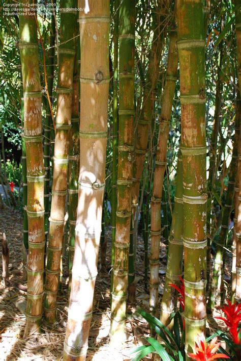 Plantfiles Pictures Guadua Species American Narrow Leaved Bamboo