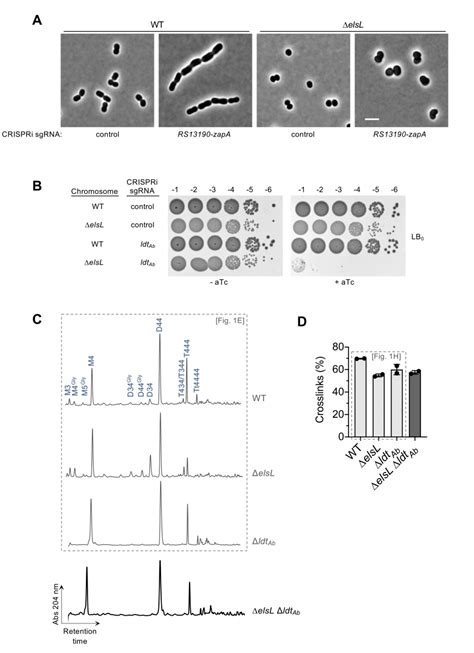 Pdf A New Class Of Cell Wall Recycling L D Carboxypeptidase