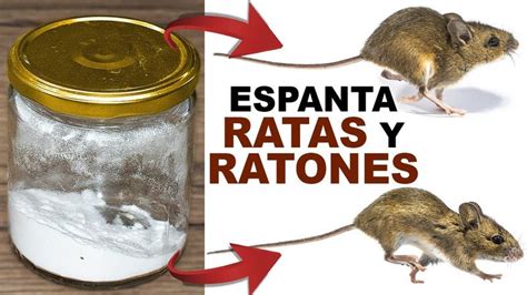 Si lo Echas en tu Casa todas las Ratas y Ratones Huirán YouTube