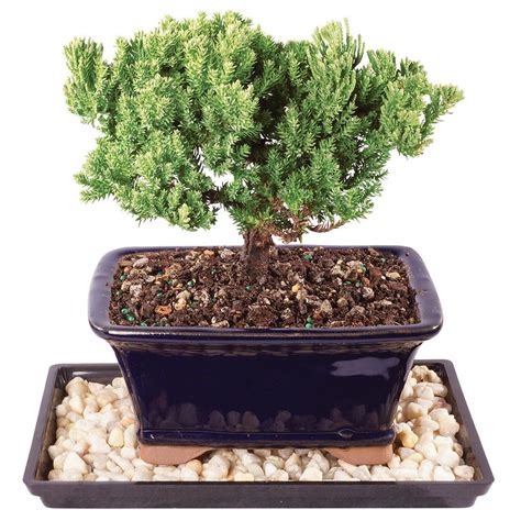 Brussels Bonsai Live Green Mound Juniper Bonsai Tree Small 3 Year