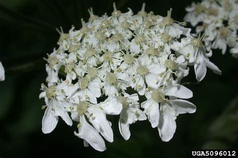 Eltrot Heracleum Sphondylium