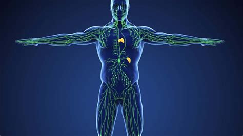 Il sistema linfatico e la sua fisiologia - Nivastudiobenessere