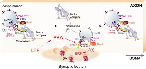 Figure S7 SIPA1L2 Assembles A Signaling TrkB Containing Amphisome And