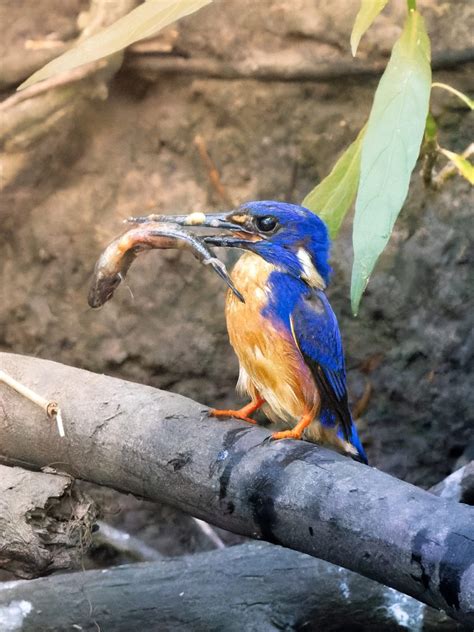 Birdlife Along Our Creeks Save Our Waterways Now