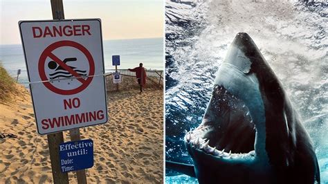 Six Sharks Killed After Attack On Swimmers Near Great Barrier Reef