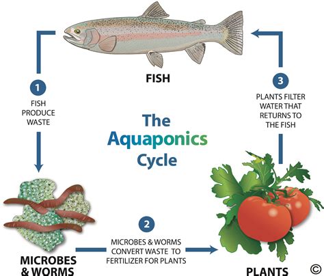 What Is Aquaponics