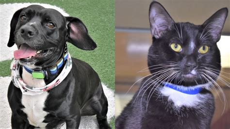 Adopt These Adorable Pets Onyx And Toes Are Looking For Their Forever