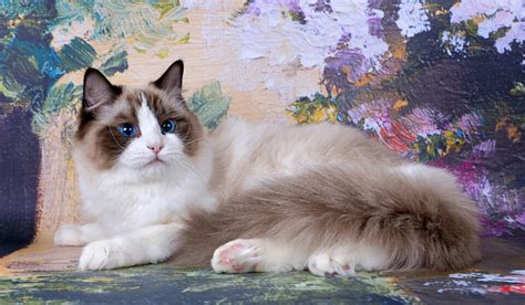 Ragdoll: Cat Breed Information & Characteristics | Pet Reader