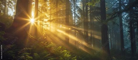 Mesmerizing Mt Hood Majestic Sun Rays Through Towering Trees On Mt