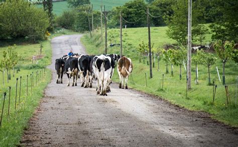 Lait un prix en retrait par rapport à septembre 2017 malgré un recul