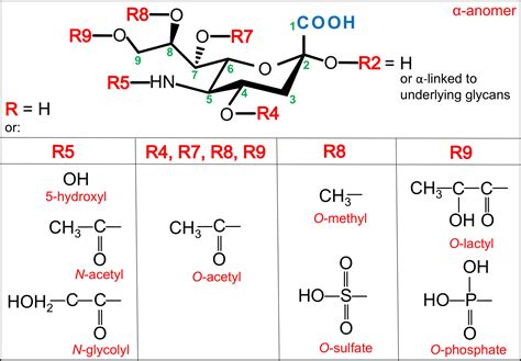 Evolution Of Sialic Acids Implications In Xenotransplant Biology Paul 2018