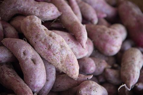 Sweet Japanese Purple Potato Stock Photo - Image of vitelotte, tuber ...