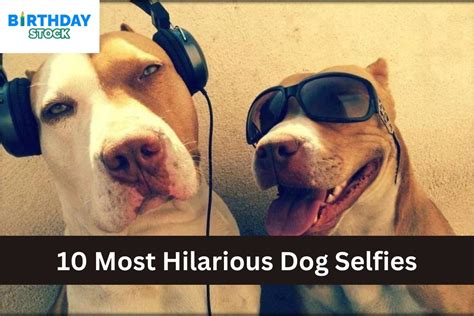 10 Most Hilarious Dog Selfies Birthday Stock