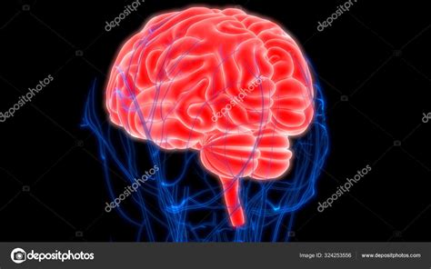 Human Brain Anatomy Illustration Stock Photo Magicmine 324253556