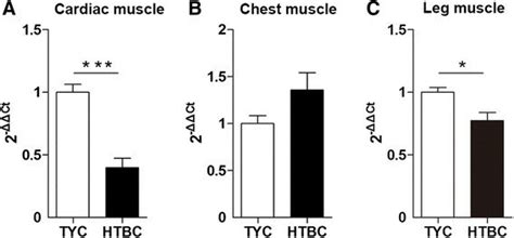 Relative Expression Of H FABP MRNA In Cardiac Chest And Leg Muscles Of