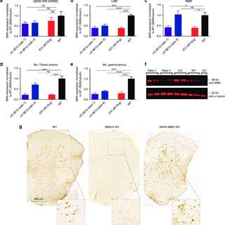 Smn Protein Localization In The Spinal Cord Three Months After Vector